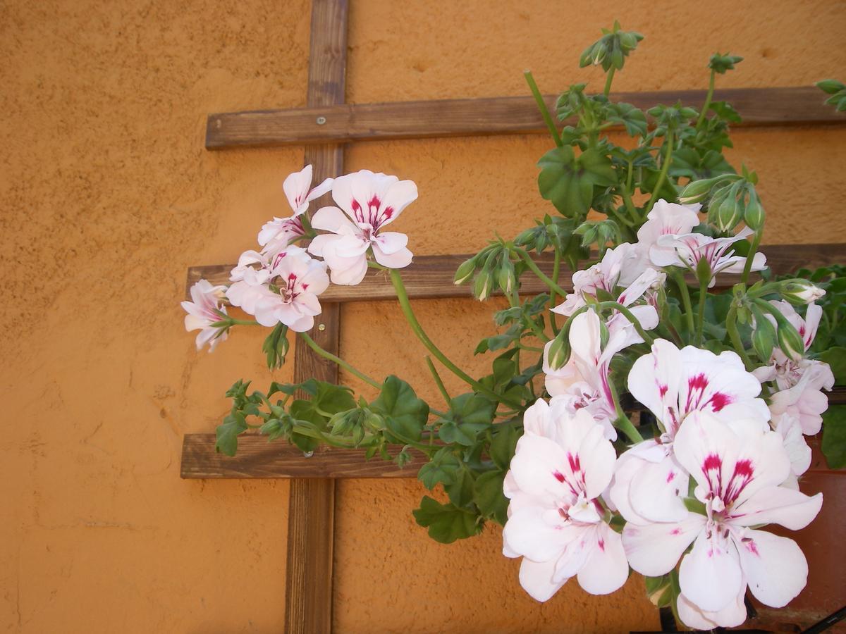 La Terrazza Del Borgo Bed & Breakfast Agrigento